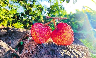 海口火山荔枝未上市已被預(yù)訂一空，預(yù)售階段成績喜人