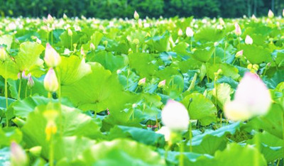 海口池連村擴大蓮子產業(yè)種植規(guī)模，打造特色蓮產品品牌