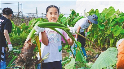 2023海口市龍華區(qū)第二屆“五豐香芋”節(jié)舉辦